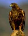 golden_eagle1